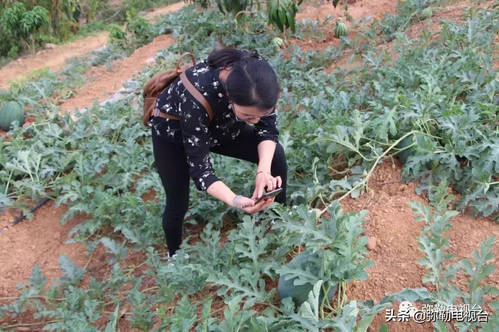 弥勒千亩西瓜熟了！黄心瓜、红心瓜、小香瓜…你喜欢哪种？