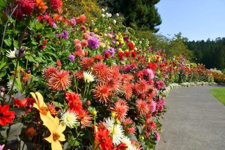 布查德花园的秋冬季,全球最美花园布查特花园