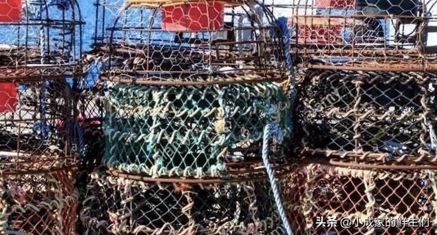 渔民常见捕获海鲜以及价格,野捕海鲜