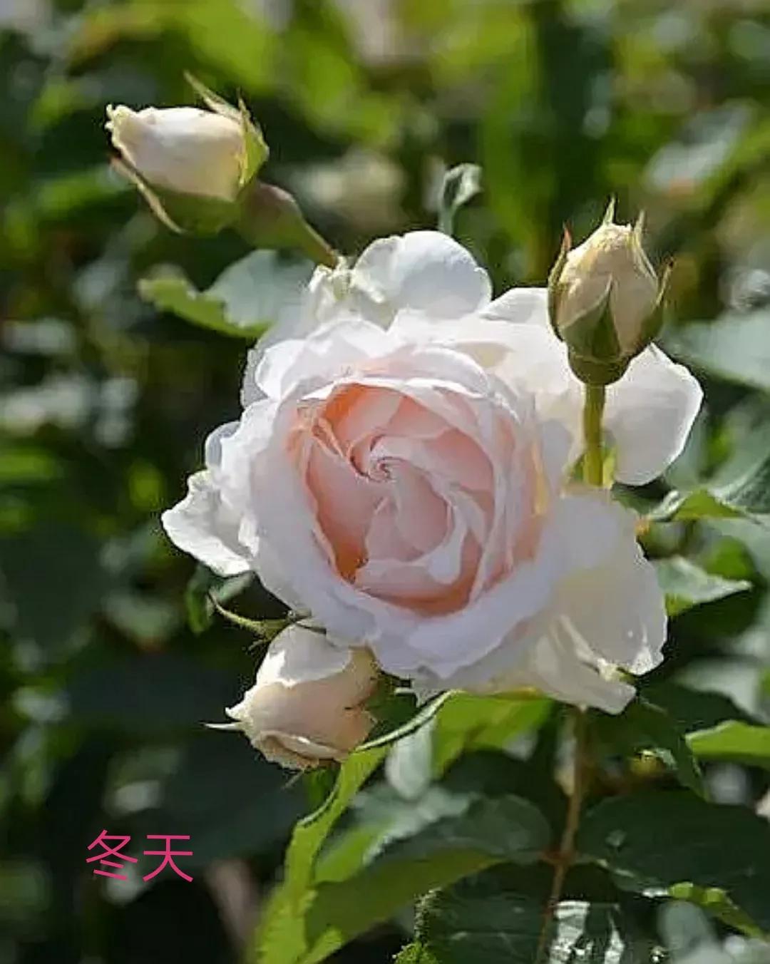 2020年木村卓功月季新品,木村卓功的月季都比较耐阴吗