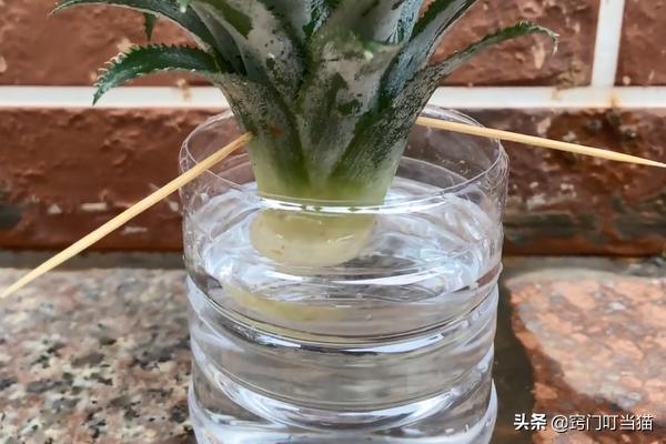 吃剩的菠萝头还能再长吗,吃完的菠萝不要扔教你做盆栽