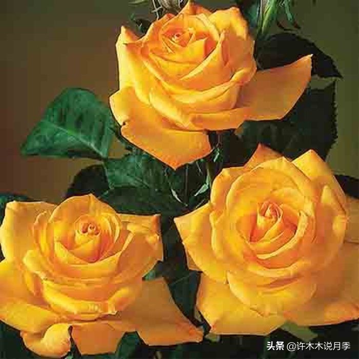 比较香又好养的月季 (颜值高又好养的月季适合阳台党的)