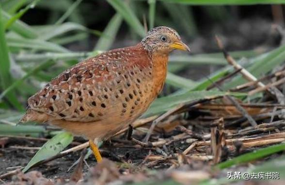 真的有龙吗未解之谜,真的有龙吗怎么回事