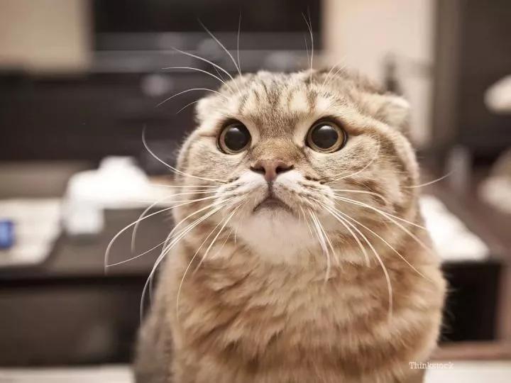 猫咪上火的话可以吃些什么降火,猫咪可以喝菊花茶降火吗