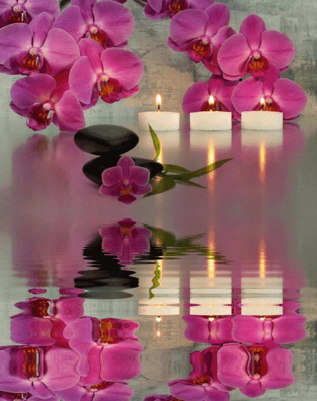 海边水中玫瑰花图片高清大图,最美山水花草倒影图片