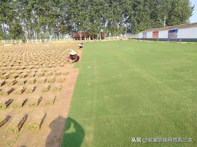 紫塞明珠,紫塞明珠苗木基地在哪里