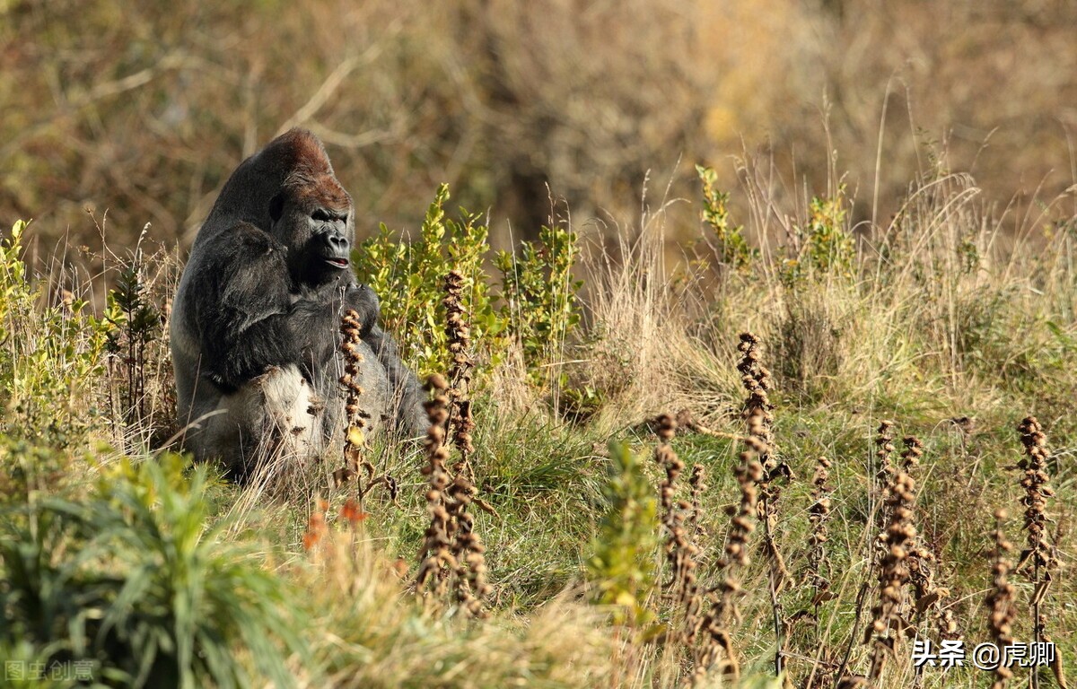 大猩猩夺王位,大猩猩继承王位