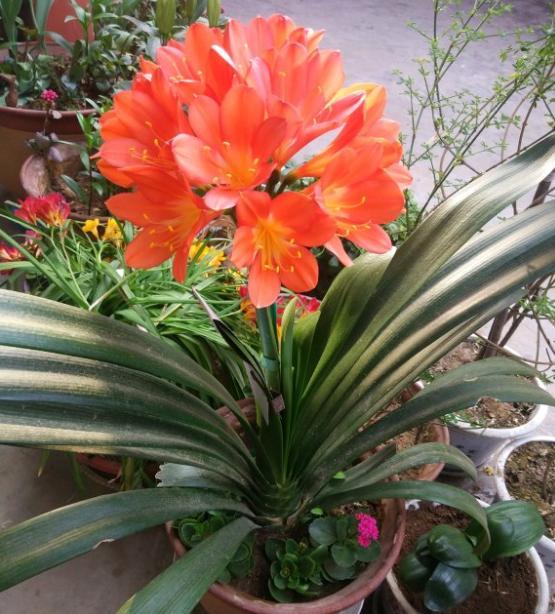 君子兰怎么养才能叶片油绿,养君子兰发黄如何处理