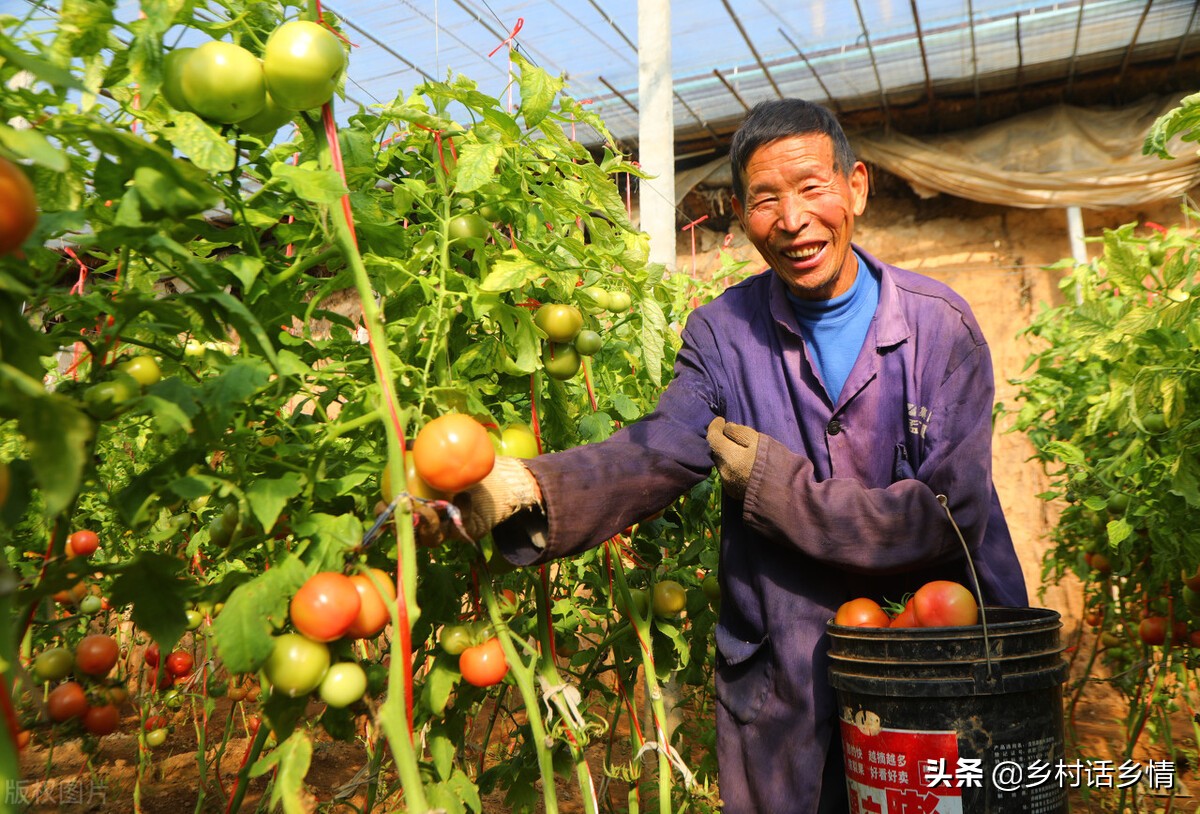 老一辈留下的种菜顺口溜,种菜时间的口诀顺口溜
