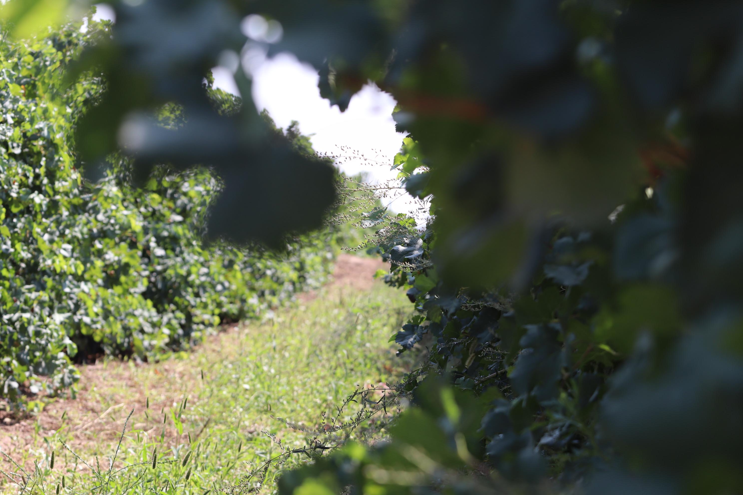 贺兰山红酒传奇,贺兰山东麓葡萄酒前世今生