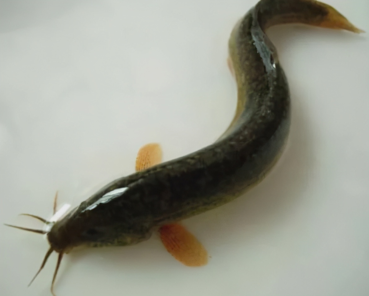 泥鳅鱼肠炎怎么治,泥鳅细菌性肠炎怎么治疗