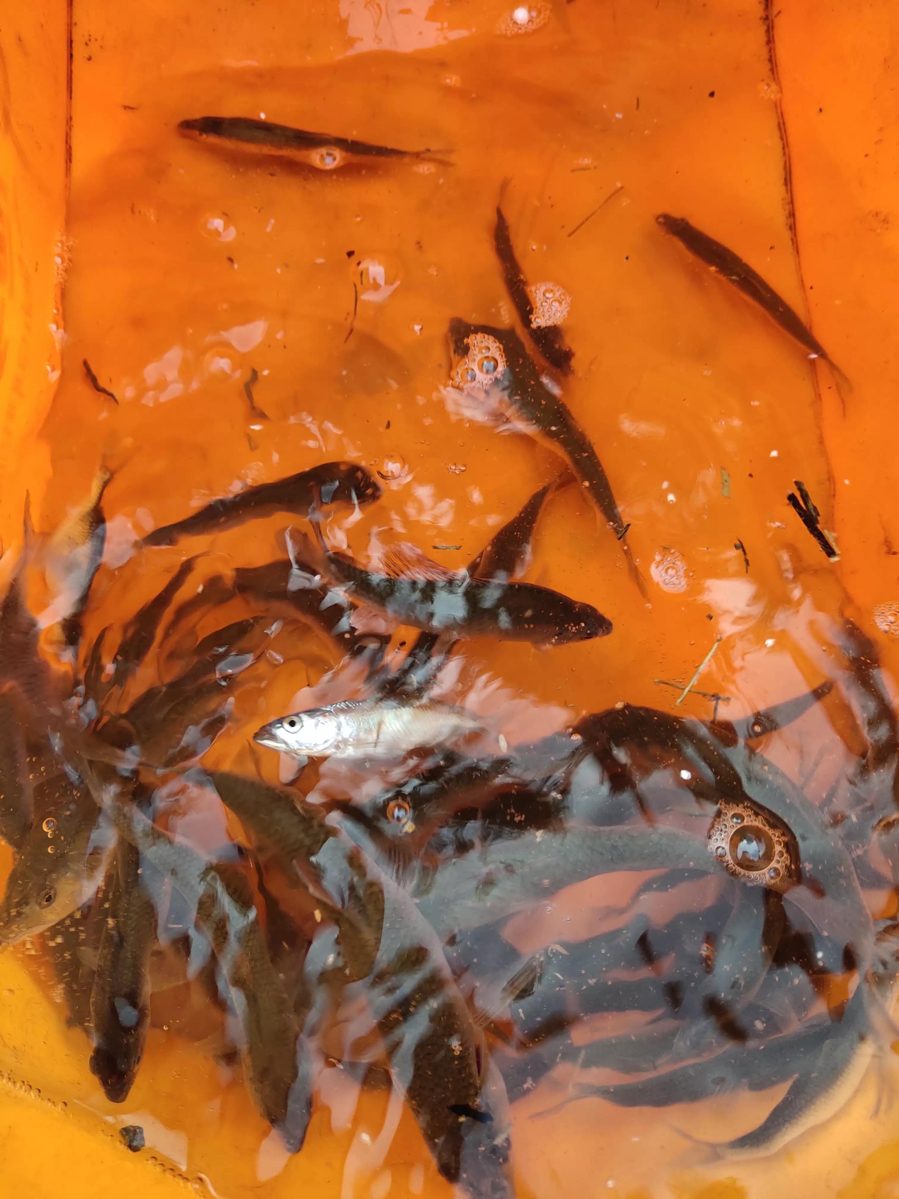 秋季宁波钓鱼,秋钓深潭