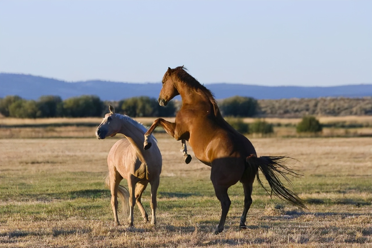 公马母马初次相见，雌马乖巧的像小媳妇，马儿之间的爱情很直接