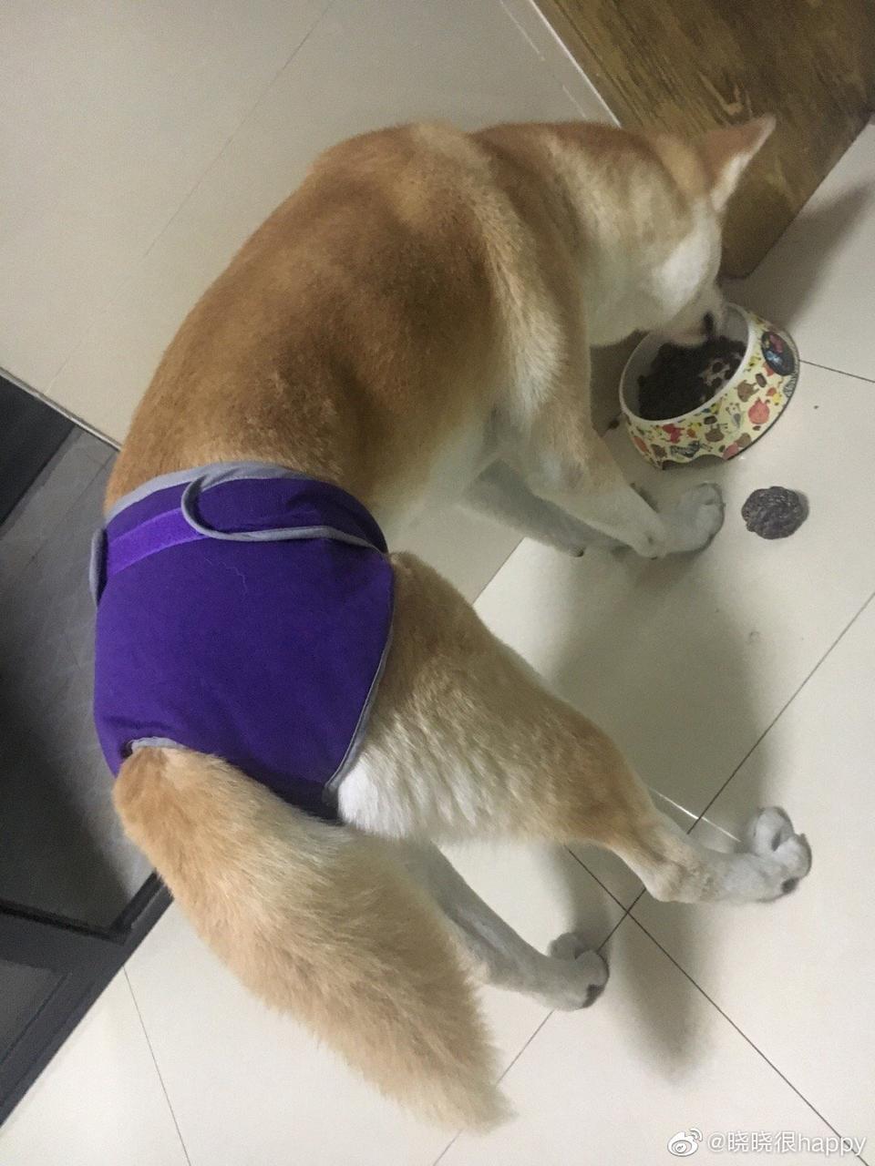 「护理」狗子来了大姨妈怎么办？