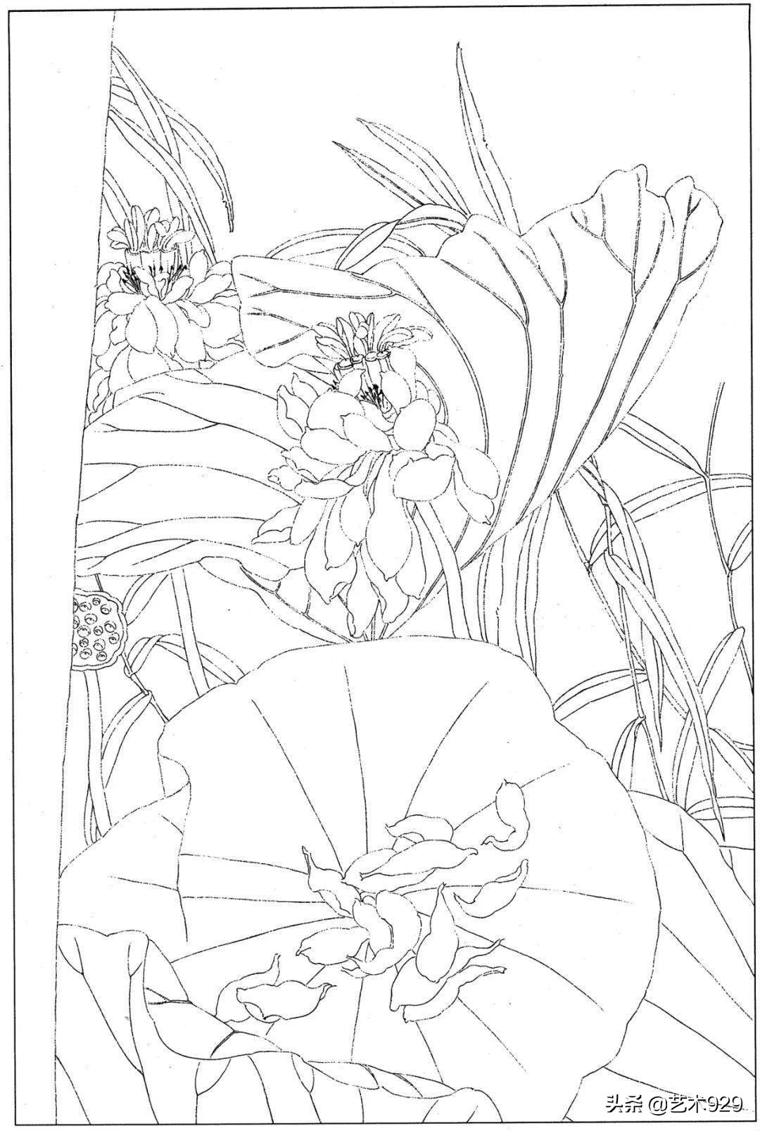 适合初学者的荷花白描画稿,荷花小品实用白描画稿