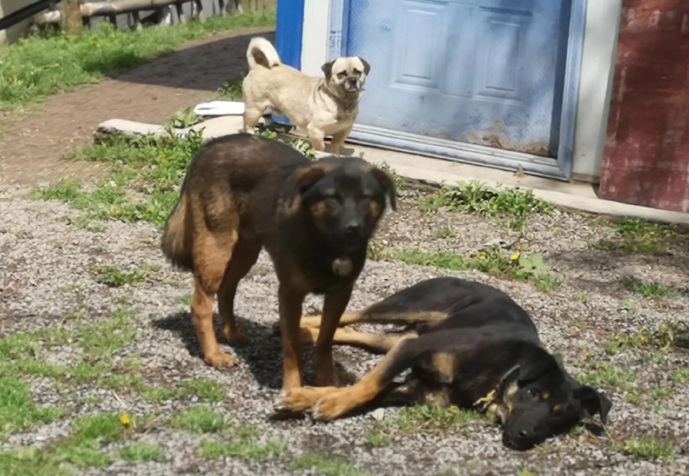 小路虎是指哪款车,小路虎电动车