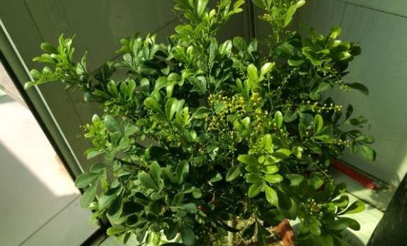 米兰花种植忌讳,米兰花如何过冬和养护