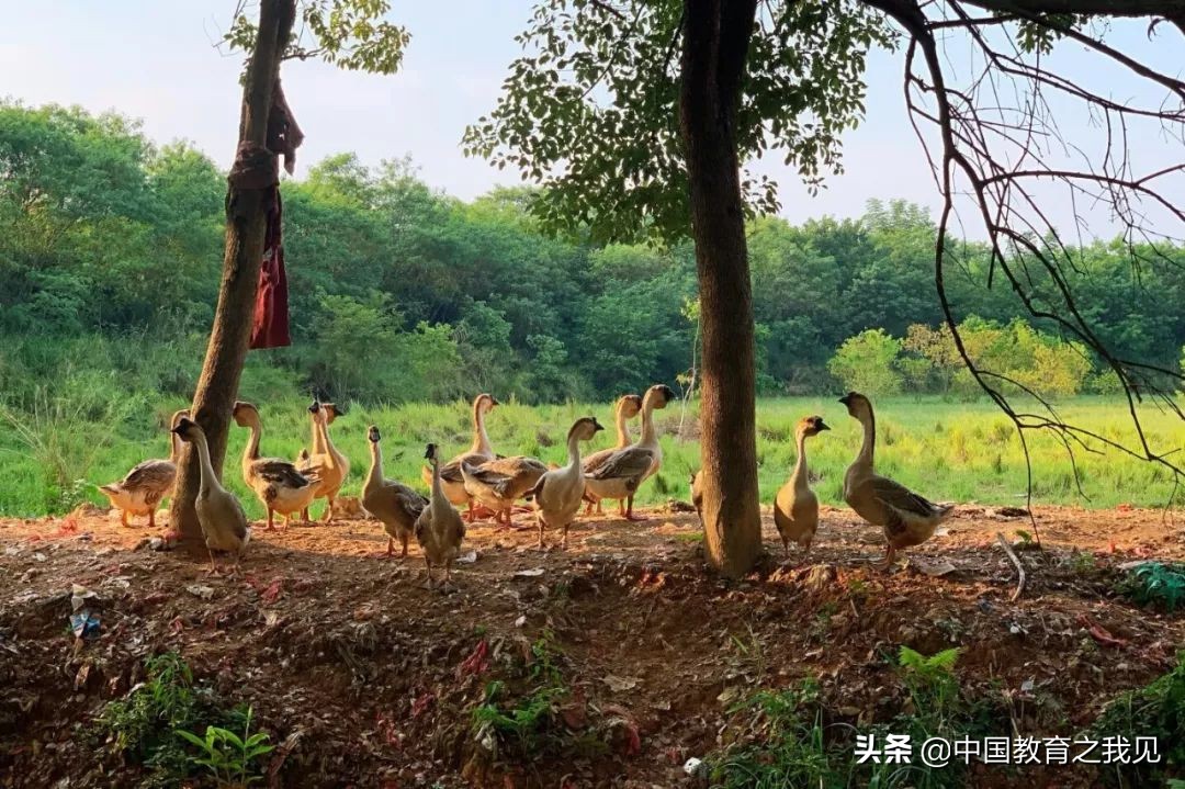 叶南渔村葡萄园,叶南渔村