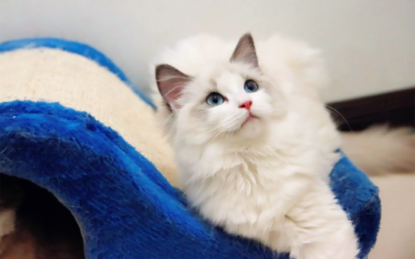 买猫好难,买猫最忌讳什么