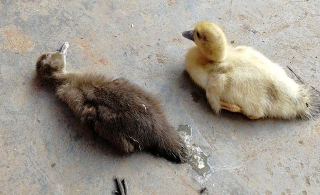 小鸭子拉白屎是什么原因,小鸭子拉白屎如何治疗