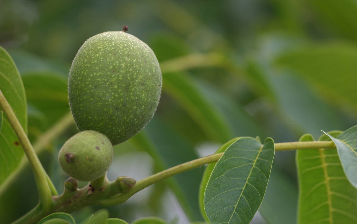 核桃树高产管理技术及病虫害防治,核桃病虫害识别防治手册