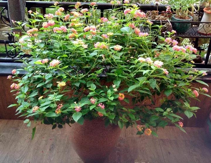 这10种花不怕晒,这3种花不能懒着养