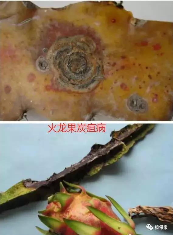 炭疽病怎么来的,炭疽病症状如何预防