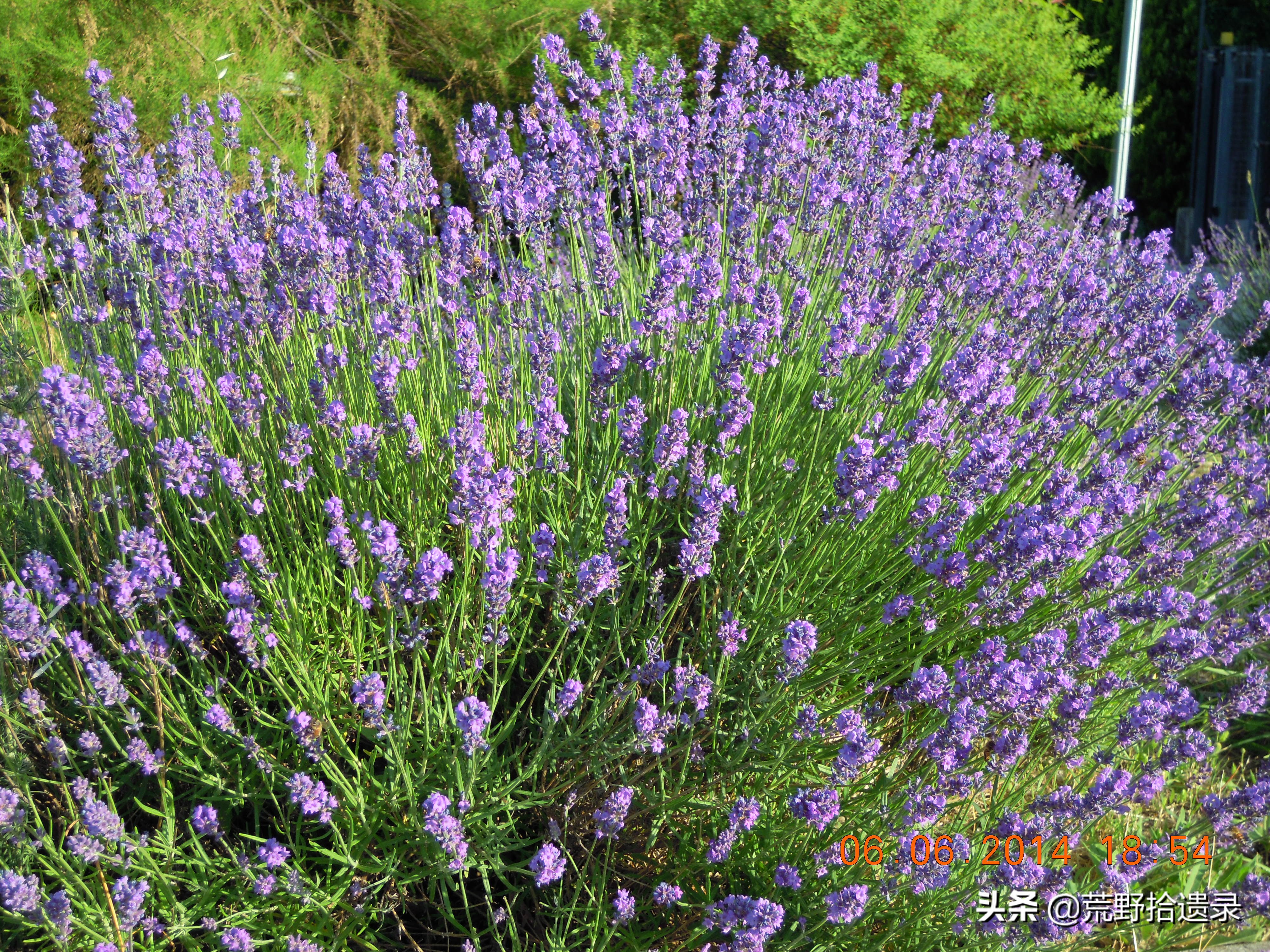薰衣草的种植方法及管理技术要点,熏衣草种植方法及养护常识有哪些