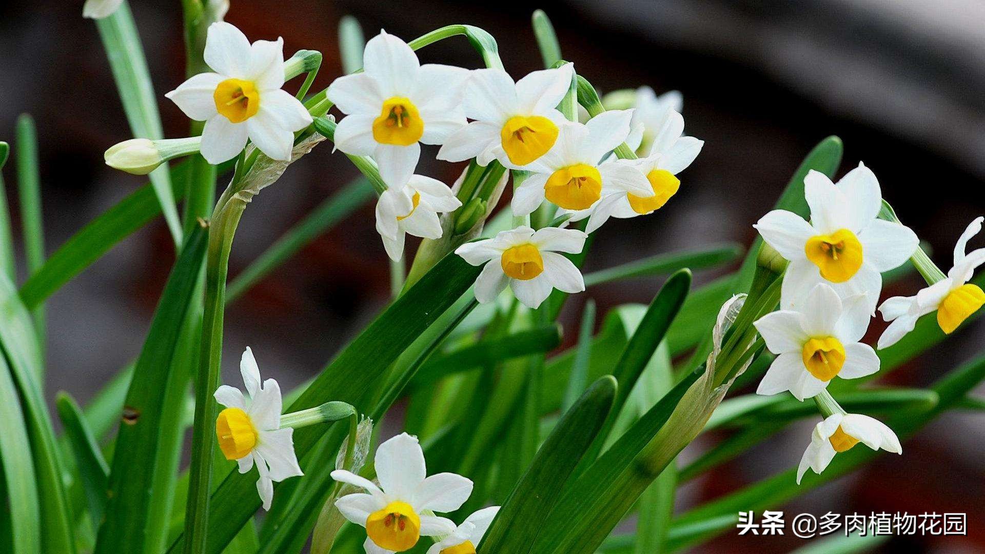 水培水仙叶子发黄怎么回事,水仙叶子干枯发黄怎么办