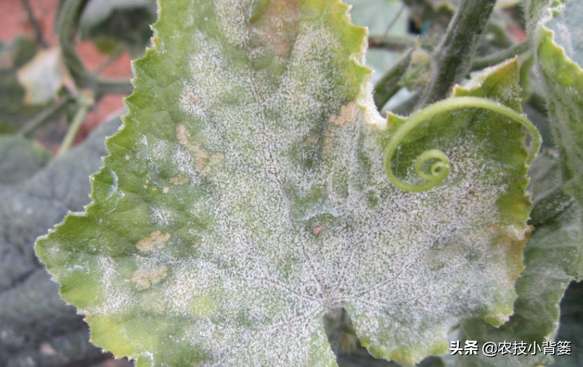 白粉病与白癞病的区别,白粉灰霉霜霉病怎么区分