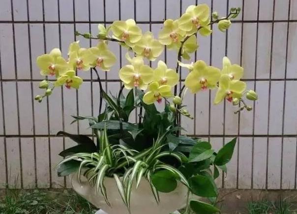 蝴蝶兰花谢后怎么处理才能再开花,蝴蝶兰花谢后怎么处理慢动作