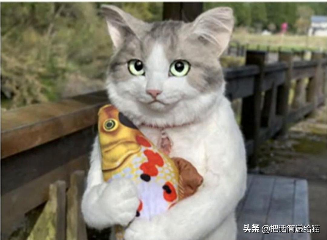 日本网红猫包,日本网红猫咪包