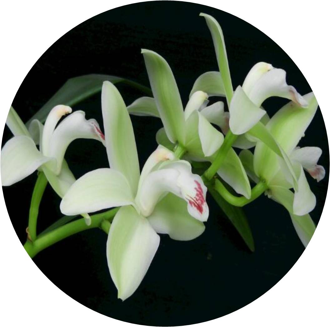 菊竹梅兰图欣赏,花中四君子的兰花图片