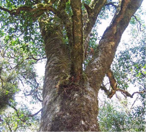 你想了解的普洱茶知识都在这里了,普洱茶的来龙去脉