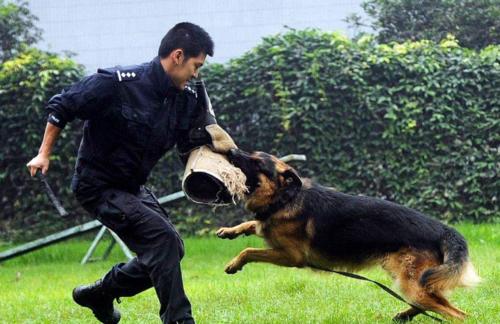 养罗威纳的十大危害你还敢养吗,哪种罗威纳最好养