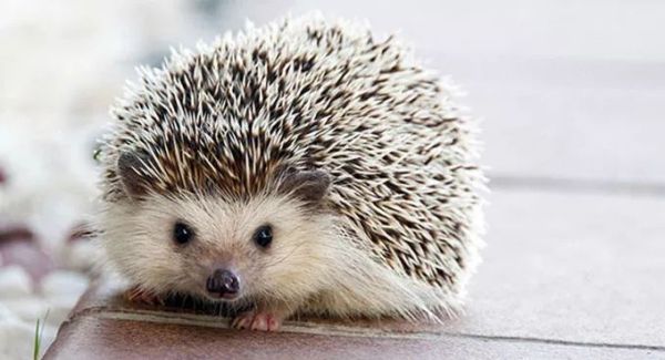 萌萌的动物名字,萌萌哒的植物角名称