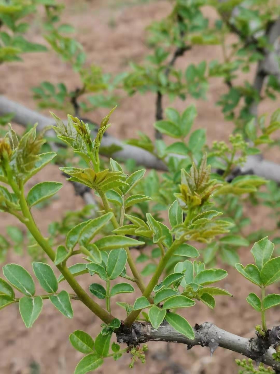 花椒助农的方法和措施是什么,椒农谈花椒
