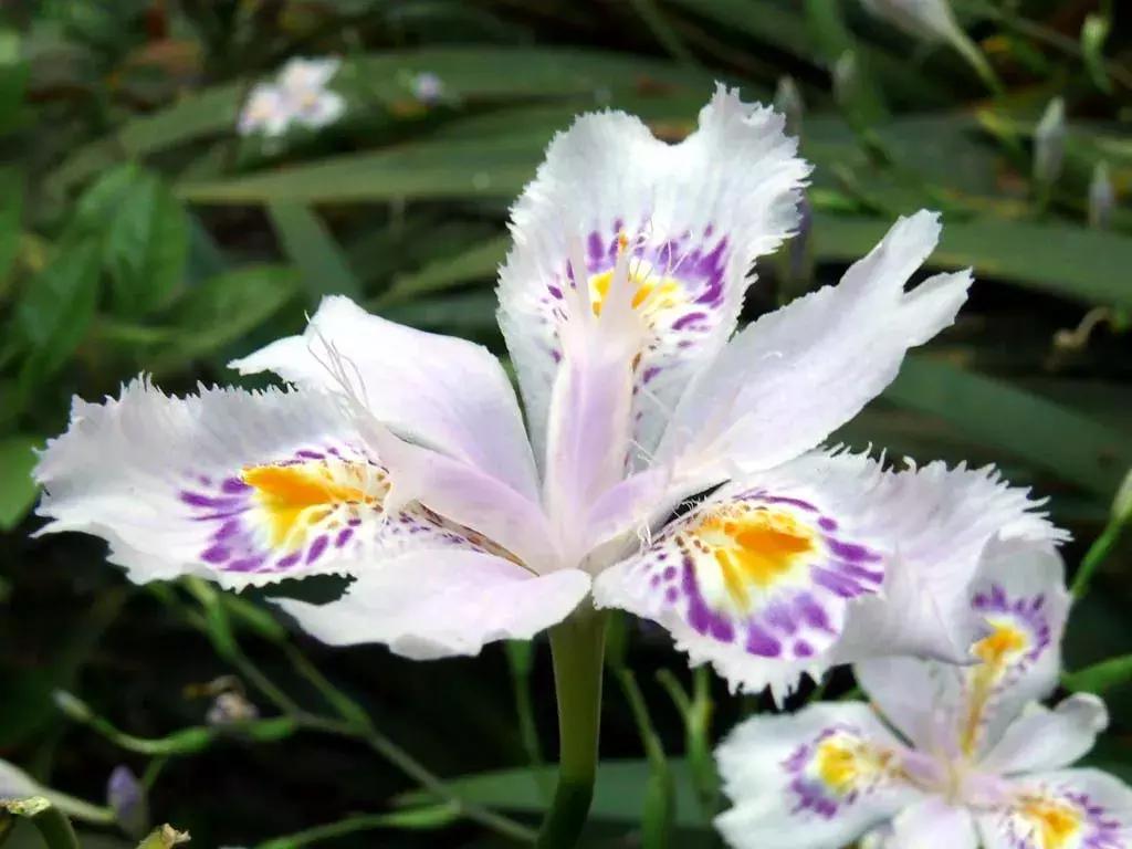 100种百花图谱大全,好书推荐快来领取你的宝藏书单