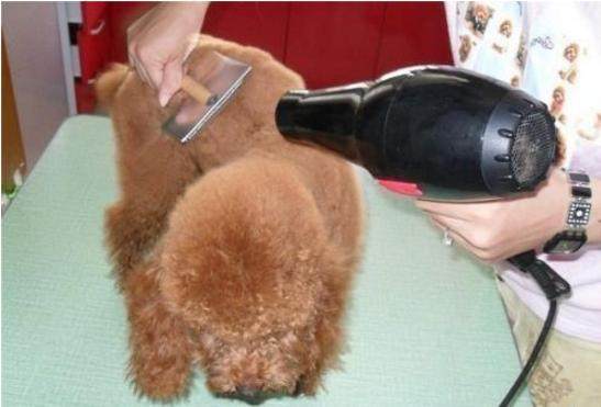 新手养泰迪近期注意事项,新手养泰迪需要注意什么事项