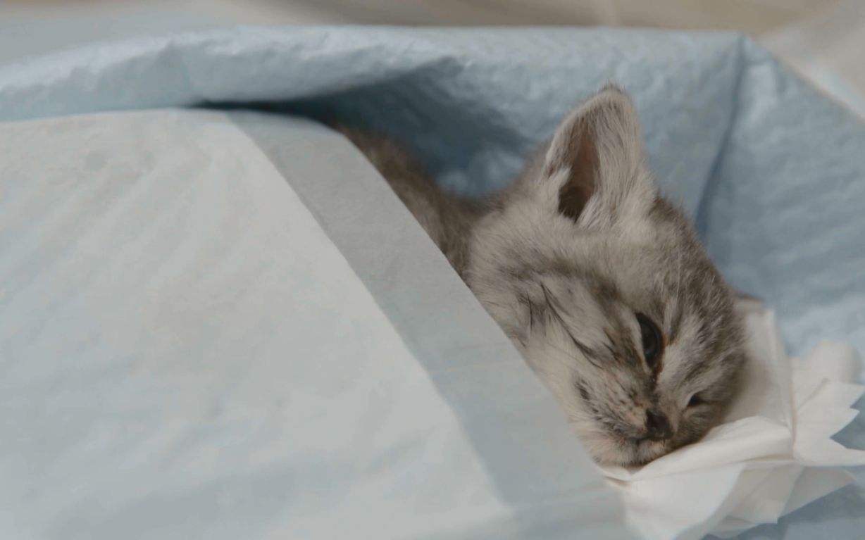 宠物术后肺水肿,宠物手术后伤口渗血怎么处理