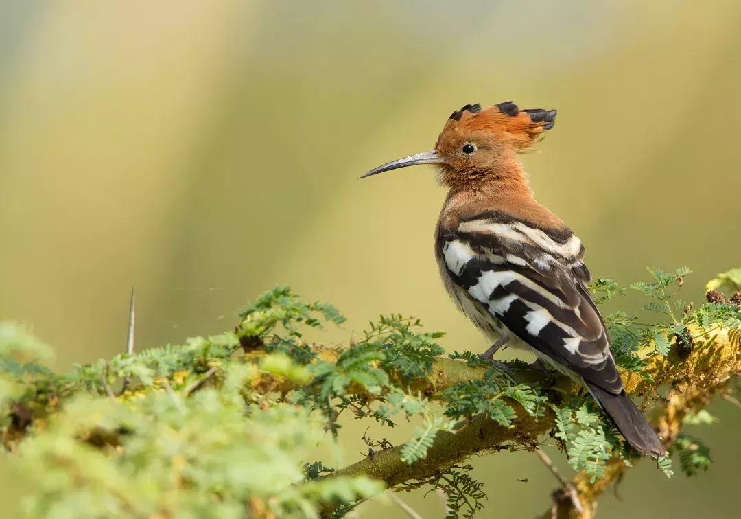 今日谷雨雨生百谷完整视频,谷雨春己暮夏将至雨生百谷