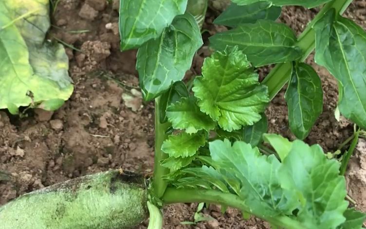 萝卜病害防治对照图谱,萝卜病虫害防治打什么药