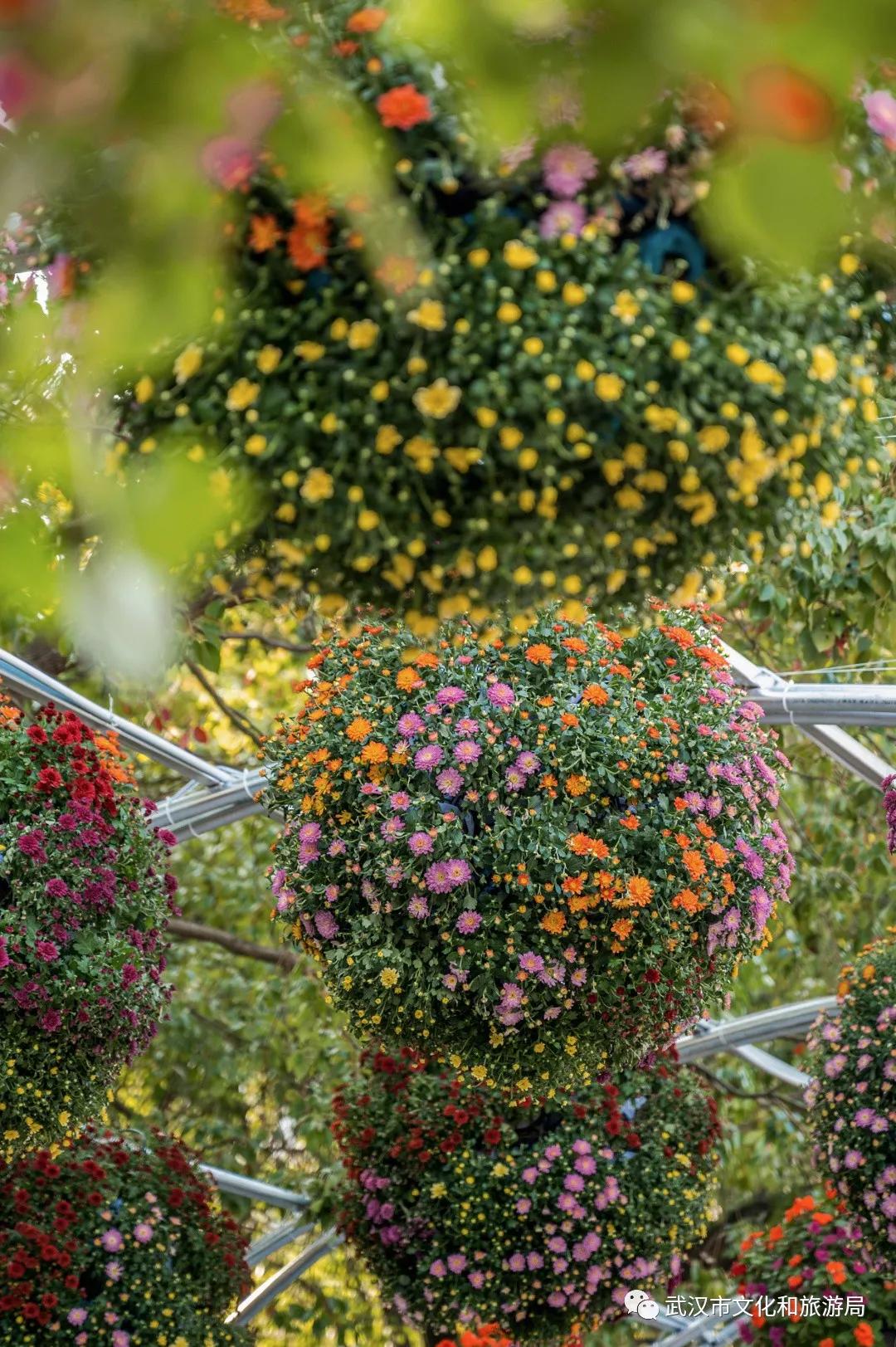 菊花烂漫,赏菊花汉口江滩打卡