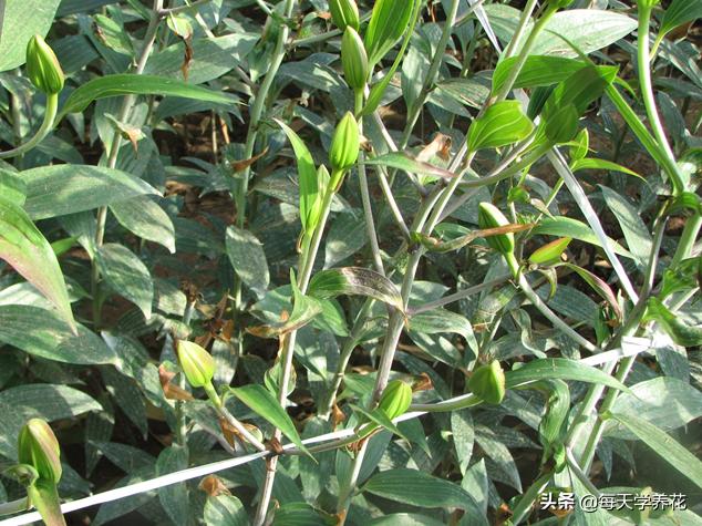 百合虫害的防治方法,百合病虫防治和管理