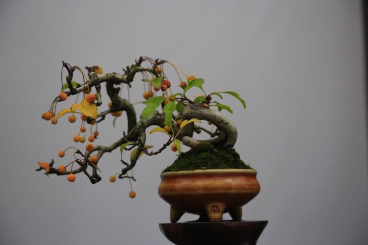 高压繁殖技术在树木盆景繁育中的作用和盆景高压繁殖技术操作手法