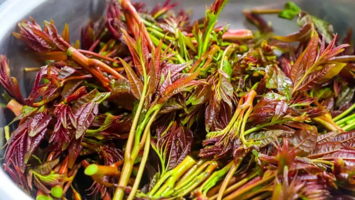 香椿唤起淡淡的乡愁,一口春天一口鲜香椿