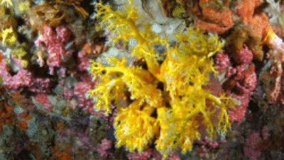 海苹果可以养吗,海苹果可以和谁一起养