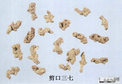 中药材伪品太多，俗有南国神草之称的三七，就有十多种假货