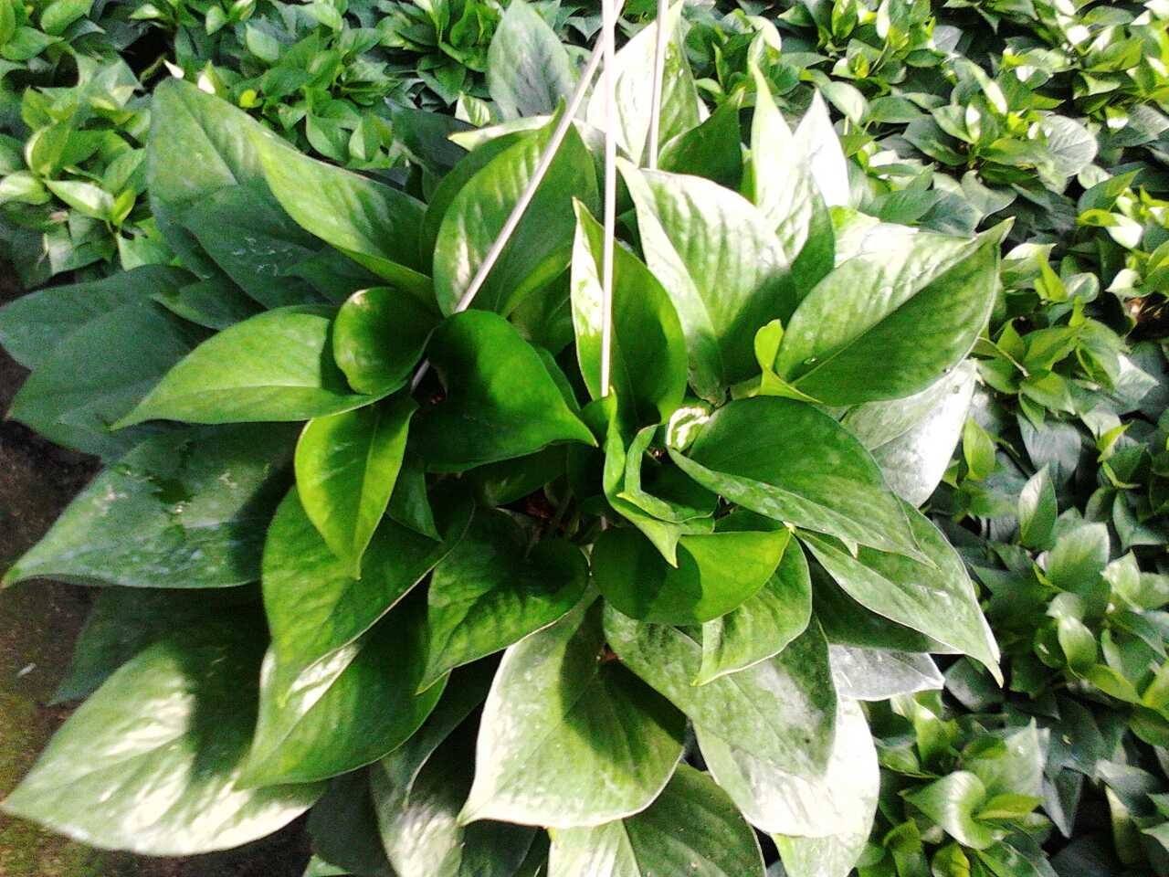 绿萝冬天浇水正确方法,绿萝冻伤怎么办