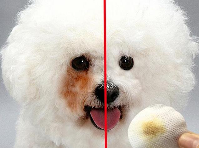 比熊上火有泪痕,比熊上火用什么眼药水